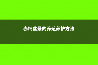 赤楠的养殖方法和注意事项 (赤楠盆景的养殖养护方法)