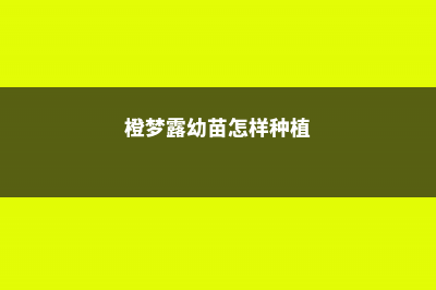 橙梦露的养殖方法和注意事项 (橙梦露幼苗怎样种植)