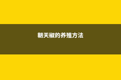 朝天椒的养殖方法和注意事项 (朝天椒的养殖方法)