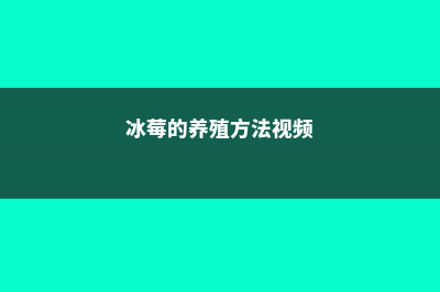 冰莓的养殖方法和注意事项 (冰莓的养殖方法视频)