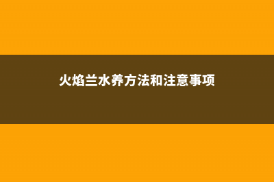 火焰兰的养殖方法和注意事项 (火焰兰水养方法和注意事项)