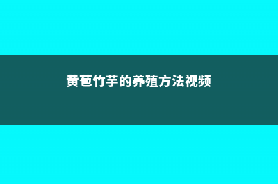 黄苞竹芋的养殖方法和注意事项 (黄苞竹芋的养殖方法视频)