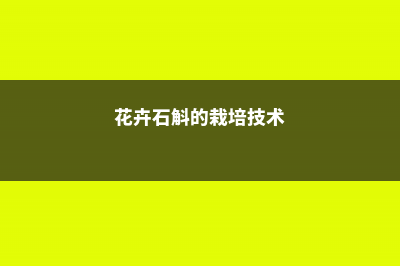 华石斛的养殖方法和注意事项 (花卉石斛的栽培技术)