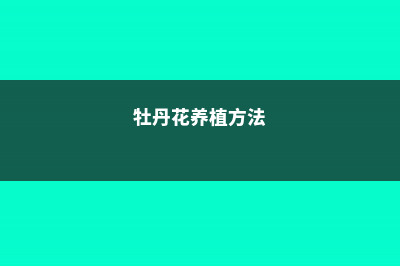 花牡丹的养殖方法和注意事项 (牡丹花养植方法)