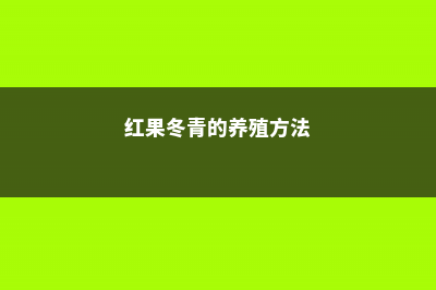 红果冬青的养殖方法和注意事项 (红果冬青的养殖方法)