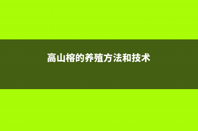 高山榕的养殖方法和注意事项 (高山榕的养殖方法和技术)