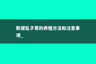 粉黛乱子草的养殖方法和注意事项 