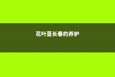 花叶蔓长春的养殖方法和注意事项 (花叶蔓长春的养护)