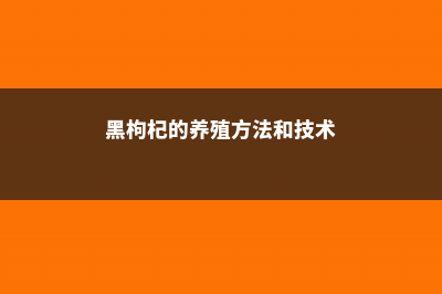 黑枸杞的养殖方法和注意事项 (黑枸杞的养殖方法和技术)