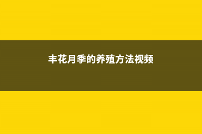 丰花月季的养殖方法和注意事项 (丰花月季的养殖方法视频)