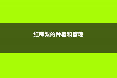 红啤梨的养殖方法和注意事项 (红啤梨的种植和管理)