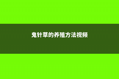 鬼针草的养殖方法和注意事项 (鬼针草的养殖方法视频)