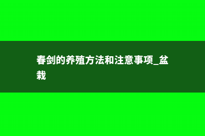 春剑的养殖方法和注意事项 (春剑的养殖方法和注意事项 盆栽)