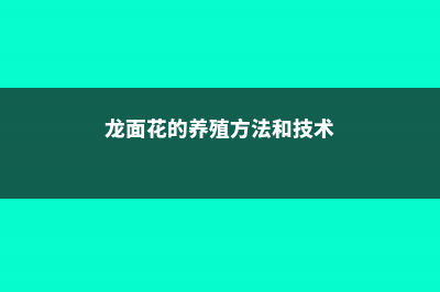 龙面花的养殖方法和注意事项 (龙面花的养殖方法和技术)