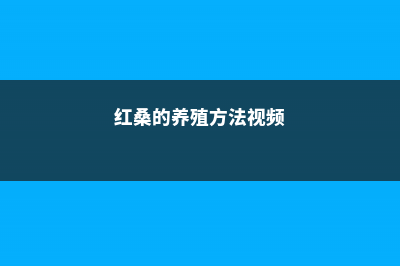 红桑的养殖方法和注意事项 (红桑的养殖方法视频)