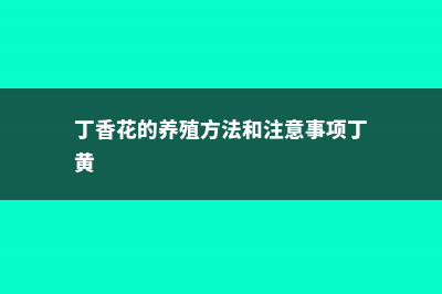 丁香花的养殖方法和注意事项 (丁香花的养殖方法和注意事项丁黄)