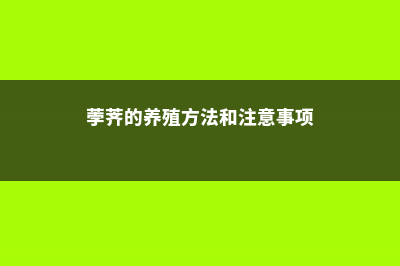 荸荠的养殖方法和注意事项 (荸荠的养殖方法和注意事项)