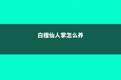 白檀仙人掌的养殖方法和注意事项 (白檀仙人掌怎么养)