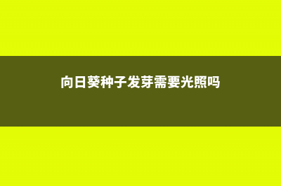 向日葵种子发芽需要阳光吗 (向日葵种子发芽需要光照吗)