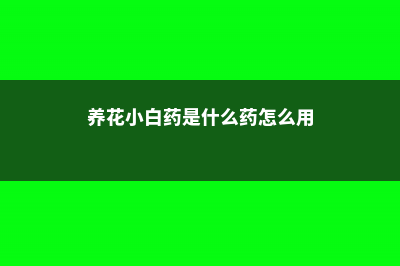 养花小白药是什么药 (养花小白药是什么药怎么用)