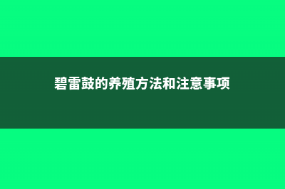 碧雷鼓一天晒几小时 (碧雷鼓的养殖方法和注意事项)