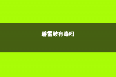 碧雷鼓需要晒太阳吗 (碧雷鼓有毒吗)