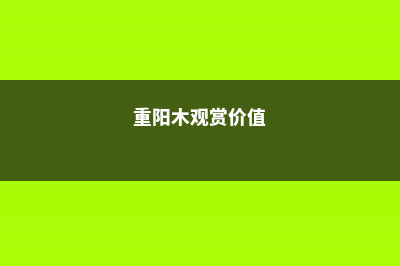 重阳木的养殖方法和注意事项 (重阳木观赏价值)