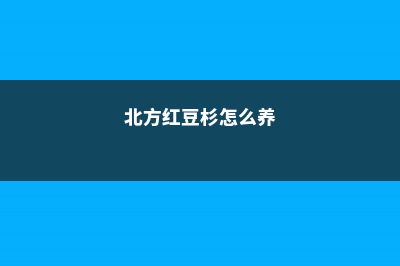 北方红豆杉的养殖方法 (北方红豆杉怎么养)