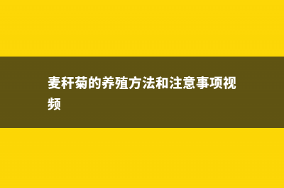 麦秆菊的养殖方法和注意事项 (麦秆菊的养殖方法和注意事项视频)