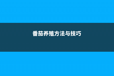 番茄的养殖方法和注意事项 (番茄养殖方法与技巧)