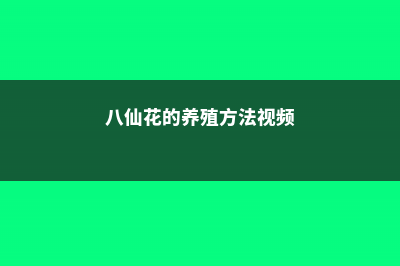 八仙花的养殖方法和注意事项 (八仙花的养殖方法视频)