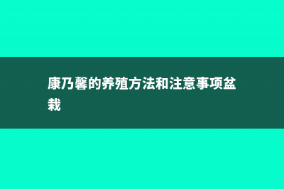 康乃馨的养殖方法，是多年生的吗 (康乃馨的养殖方法和注意事项盆栽)