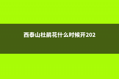 西泰山杜鹃花什么时候开 (西泰山杜鹃花什么时候开2023)