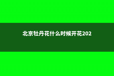 北京牡丹花什么时候开 (北京牡丹花什么时候开花2023)