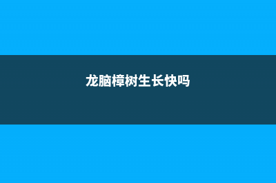 龙脑樟树的生长条件 (龙脑樟树生长快吗)