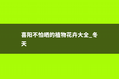 喜阳不怕晒的植物 (喜阳不怕晒的植物花卉大全 冬天)