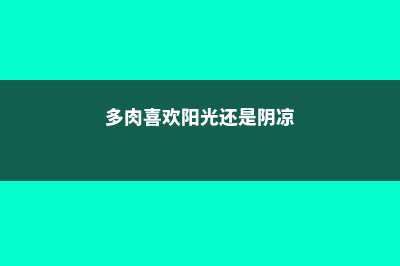 多肉喜欢阳光还是阴凉 (多肉喜欢阳光还是阴凉)