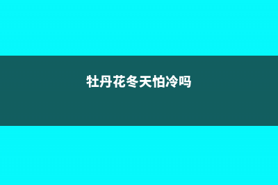 牡丹花冬天怕冻吗 (牡丹花冬天怕冷吗)