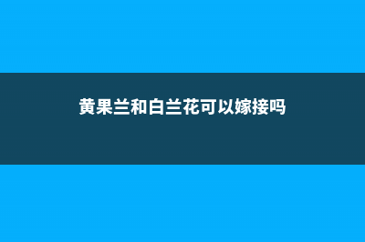 黄果兰和白兰花的区别 (黄果兰和白兰花可以嫁接吗)