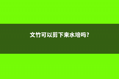 文竹能剪一截水养吗 (文竹可以剪下来水培吗?)