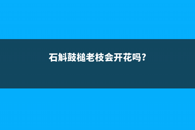 鼓槌石斛老茎还开花吗 (石斛鼓槌老枝会开花吗?)