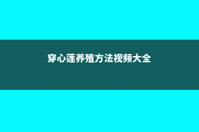 人参的养殖方法和注意事项 (人参怎么养殖方法)