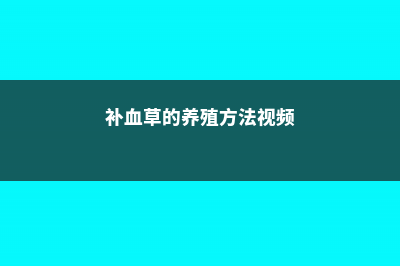 补血草的养殖方法和注意事项 (补血草的养殖方法视频)