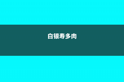 白银寿的养殖方法和注意事项 (白银寿多肉)