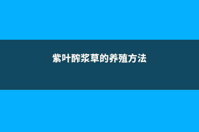 紫叶醡浆草的养殖方法和注意事项 (紫叶醡浆草的养殖方法)