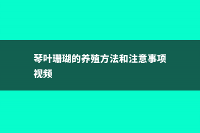 琴叶珊瑚的养殖方法 (琴叶珊瑚的养殖方法和注意事项视频)