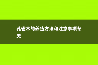 怎么养孔雀木 (孔雀木的养殖方法和注意事项冬天)