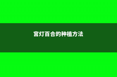 宫灯百合的养殖方法和注意事项 (宫灯百合的种植方法)