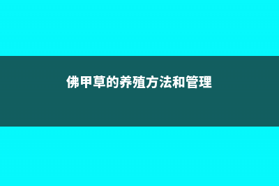 佛甲草的养殖方法 (佛甲草的养殖方法和管理)