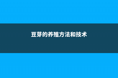 豆芽的养殖方法 (豆芽的养殖方法和技术)